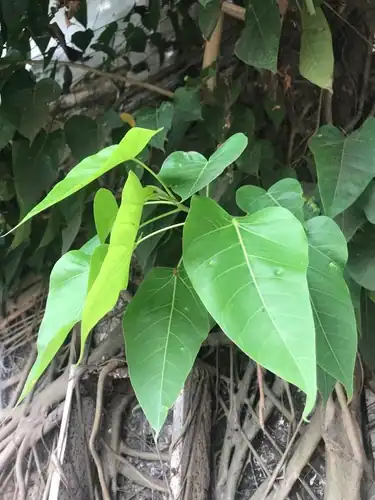 Foto dokumenter Ficus rumphii