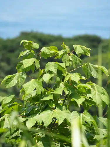Foto dokumenter Firmiana simplex