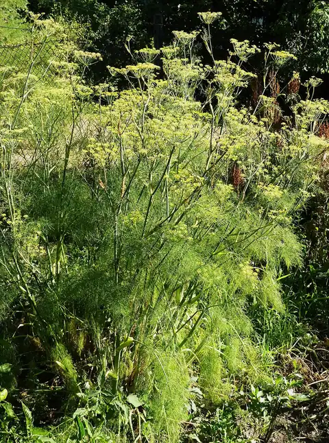 Foto dokumenter Foeniculum vulgare