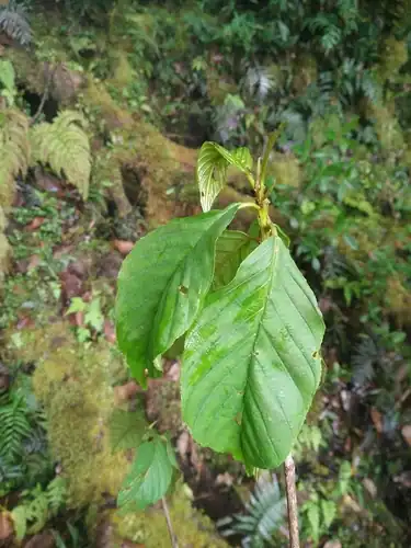 Foto dokumenter Frangula crenata