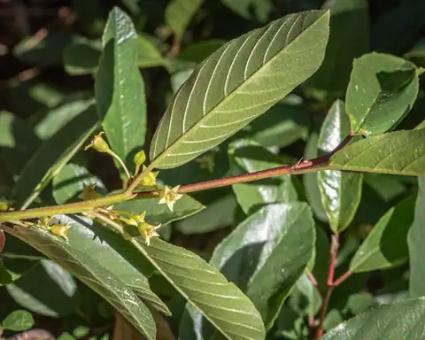 Foto dokumenter Frangula rubra