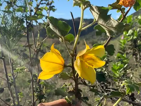 Foto dokumenter Fremontodendron mexicanum