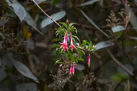 Foto dokumenter Fuchsia denticulata