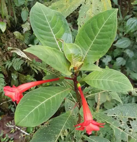 Foto dokumenter Fuchsia macrostigma