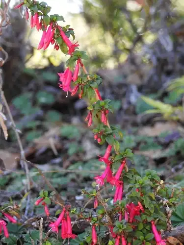 Foto dokumenter Fuchsia microphylla