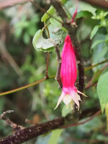 Foto dokumenter Fuchsia splendens