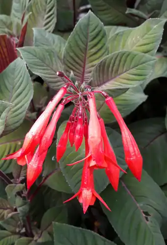Foto dokumenter Fuchsia triphylla