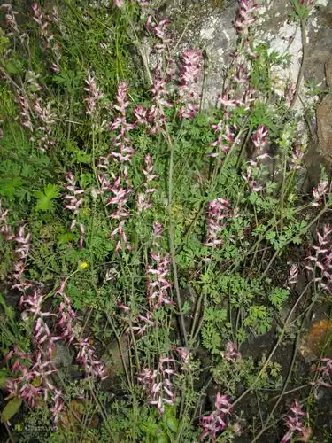 Foto dokumenter Fumaria reuteri
