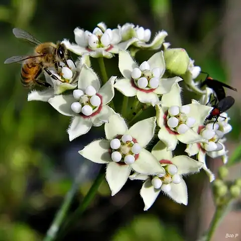 Foto dokumenter Funastrum clausum