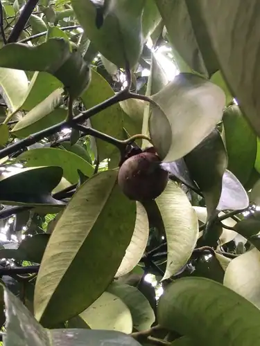 Foto dokumenter Garcinia mangostana
