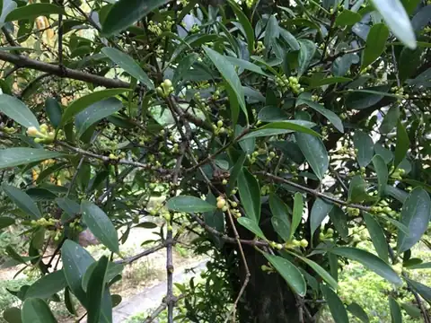 Foto dokumenter Garcinia oblongifolia
