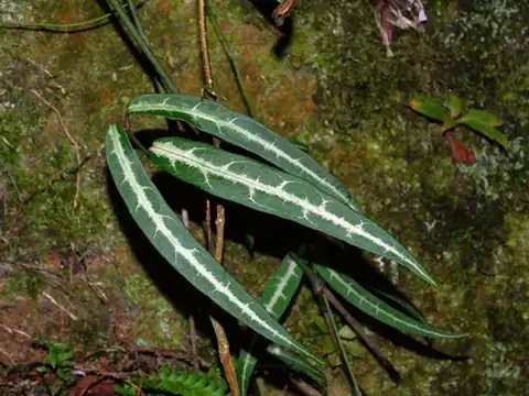 Foto dokumenter Gardneria multiflora