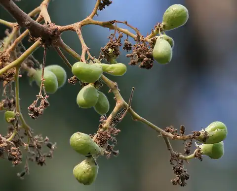 Foto dokumenter Garuga pinnata