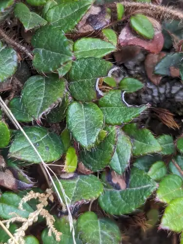 Foto dokumenter Gaultheria nummularioides