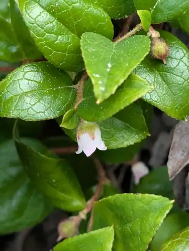 Foto dokumenter Gaultheria ovatifolia