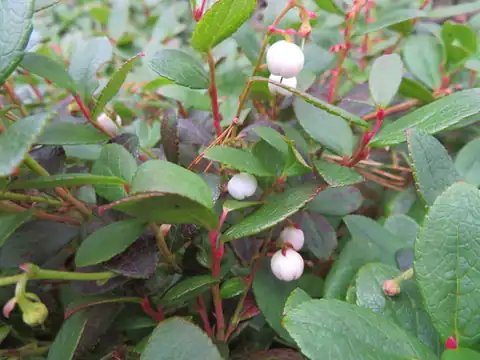 Foto dokumenter Gaultheria pyroloides
