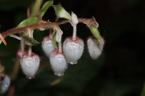 Foto dokumenter Gaultheria shallon