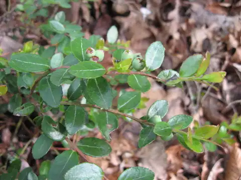 Foto dokumenter Gaylussacia brachycera