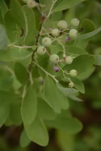 Foto dokumenter Gaylussacia tomentosa
