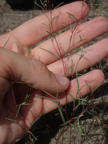 Foto dokumenter Gayophytum ramosissimum