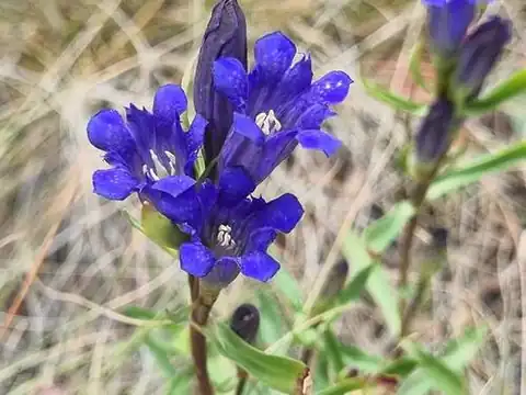 Foto dokumenter Gentiana affinis
