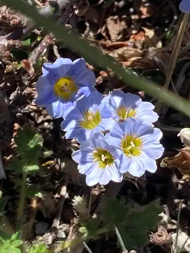 Foto dokumenter Gentiana albicalyx