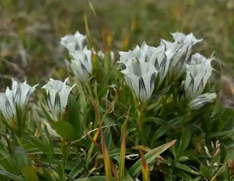 Foto dokumenter Gentiana algida