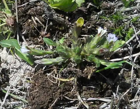 Foto dokumenter Gentiana aquatica
