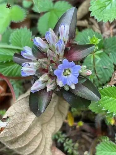 Foto dokumenter Gentiana capitata