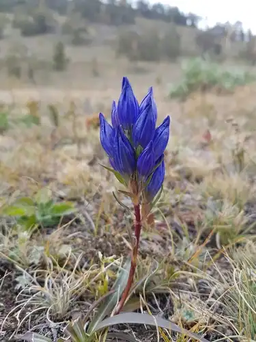 Foto dokumenter Gentiana decumbens