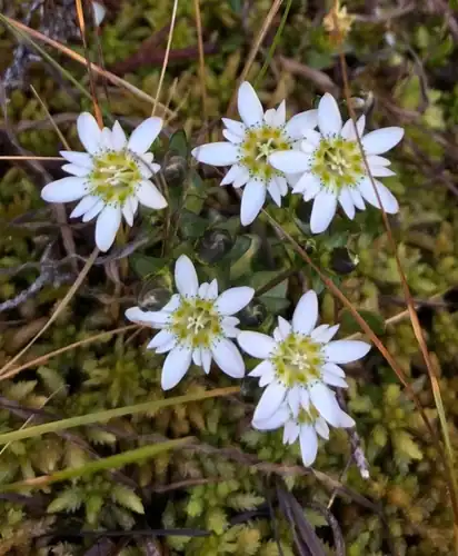Foto dokumenter Gentiana douglasiana