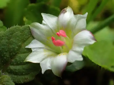 Foto dokumenter Gentiana flavomaculata