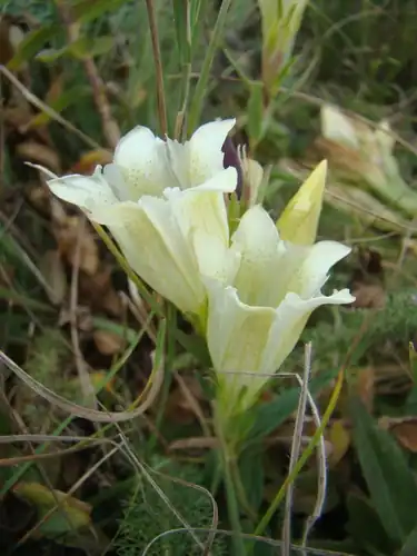 Foto dokumenter Gentiana gelida