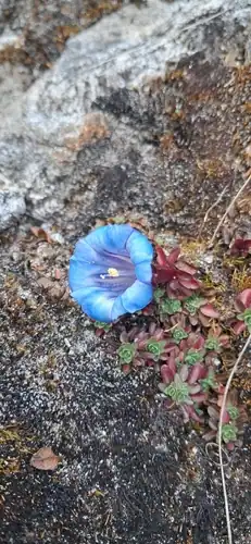 Foto dokumenter Gentiana gilvostriata