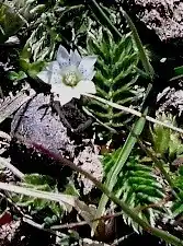 Foto dokumenter Gentiana leucomelaena