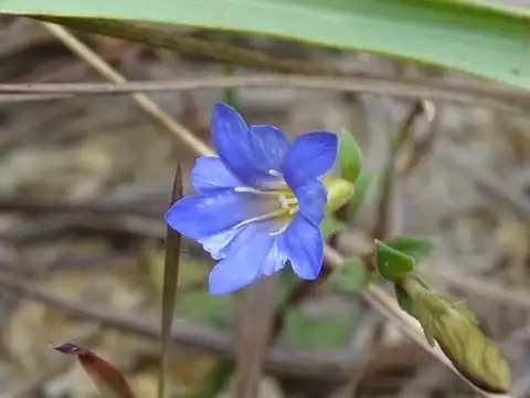 Foto dokumenter Gentiana loureiroi