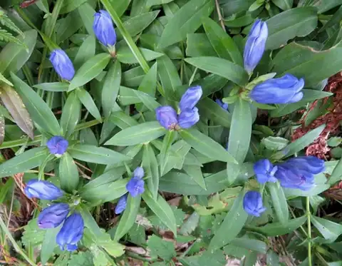 Foto dokumenter Gentiana makinoi