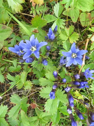 Foto dokumenter Gentiana nipponica