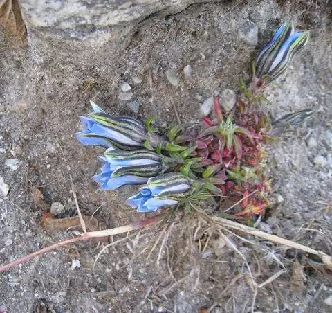 Foto dokumenter Gentiana ornata