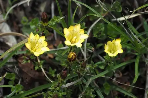 Foto dokumenter Gentiana scabrida
