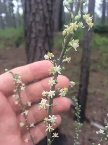 Foto dokumenter Nolina georgiana