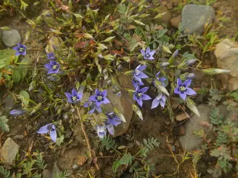 Foto dokumenter Gentianella azurea