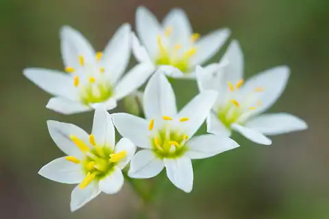 Foto dokumenter Nothoscordum bivalve