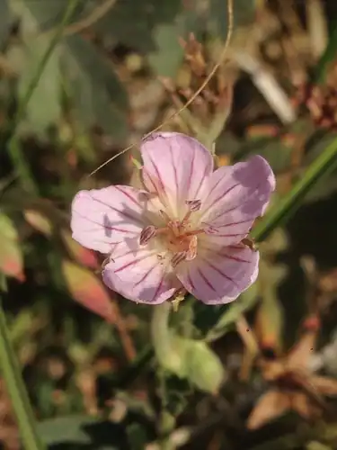Foto dokumenter Geranium californicum