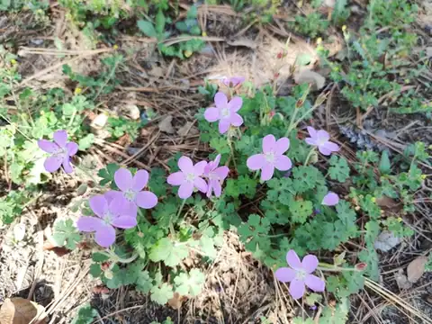 Foto dokumenter Geranium crenatifolium