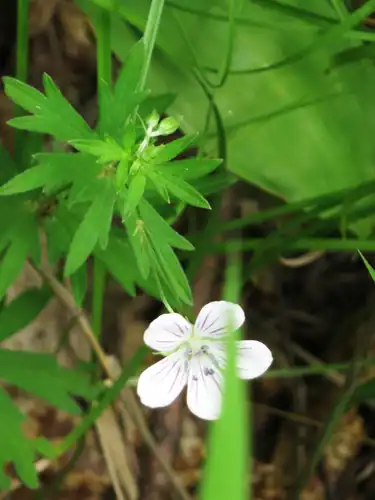 Foto dokumenter Geranium dahuricum