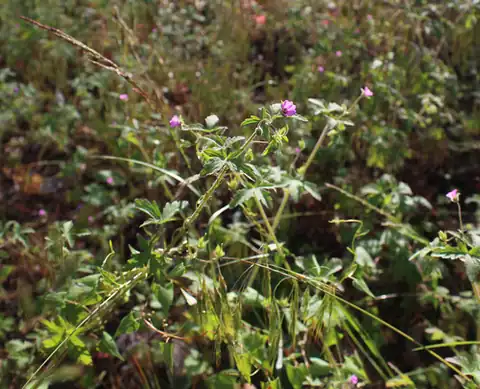 Foto dokumenter Geranium divaricatum