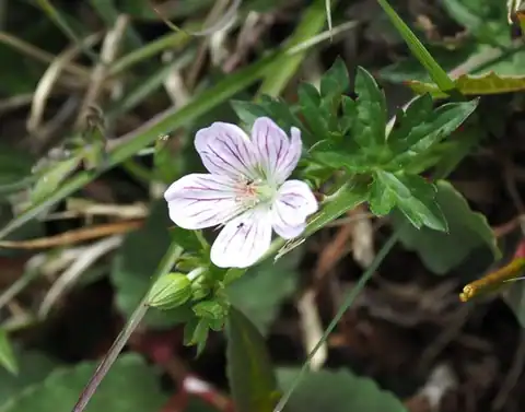 Foto dokumenter Geranium hayatanum