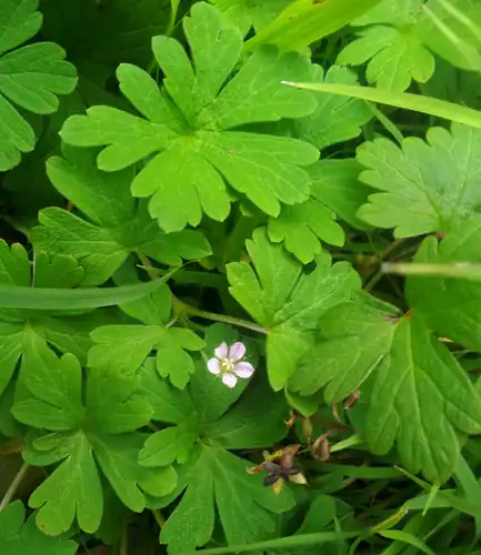 Foto dokumenter Geranium homeanum