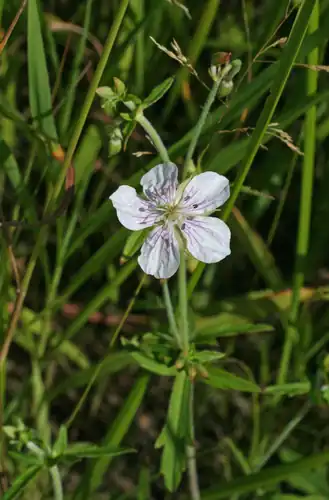 Foto dokumenter Geranium krameri